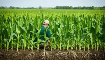 Brace Roots Flag Early Corn Stalk Weakness After Midwest Deluge